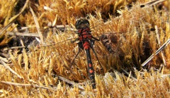 Leucorrhinia dubia