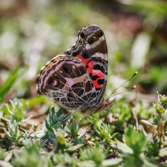 Vanessa braziliensis