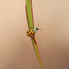 Diabrotica limitata