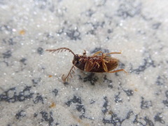 Ptilodactyla