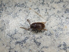 Ptilodactyla