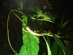 Diploderma polygonatum xanthostomum