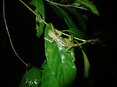 Diploderma polygonatum xanthostomum