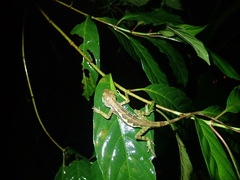 Diploderma polygonatum xanthostomum