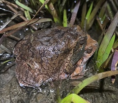 Physalaemus nattereri