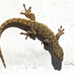 Lygodactylus rex
