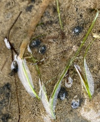 Zostera noltei