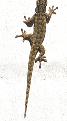 Lygodactylus rex