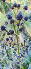 Eryngium proteiflorum