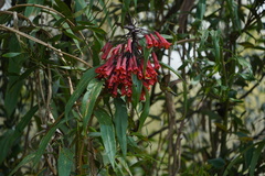 Coeligena bonapartei