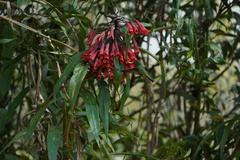 Coeligena bonapartei