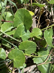 Centella asiatica