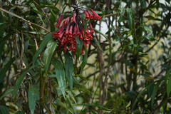 Coeligena bonapartei