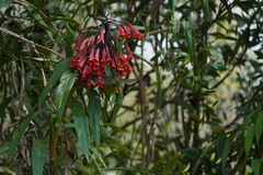 Coeligena bonapartei