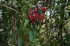 Coeligena bonapartei