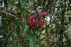 Coeligena bonapartei