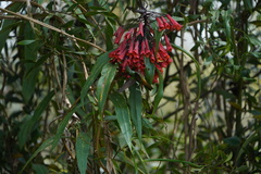 Coeligena bonapartei