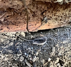 Batrachoseps nigriventris