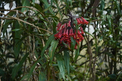 Coeligena bonapartei