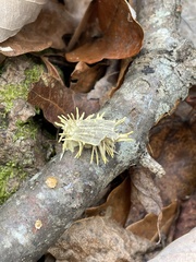 Akanthomyces