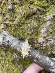 Akanthomyces
