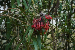 Coeligena bonapartei