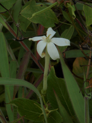 Pavetta radicans