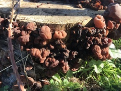 Auricularia auricula-judae