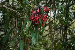 Coeligena bonapartei