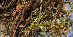 Cymodocea nodosa
