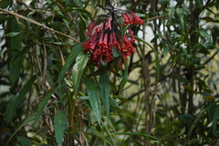 Coeligena bonapartei