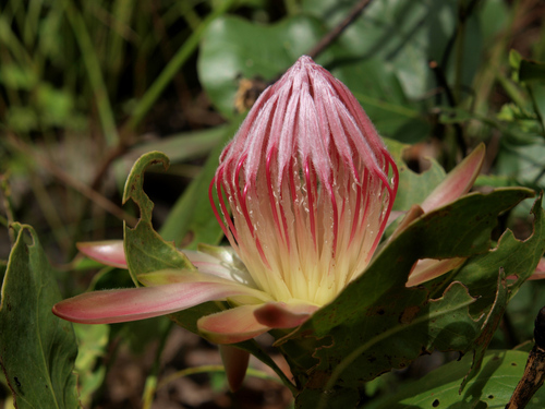 Protea angolensis var. roseola image
