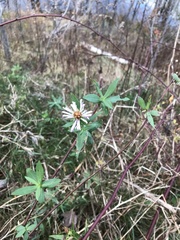 Symphyotrichum puniceum