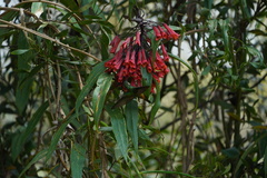 Coeligena bonapartei