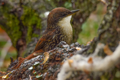 Pygarrhichas albogularis