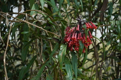 Coeligena bonapartei