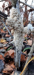 Didymium mucilago