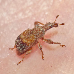 Attelabinae