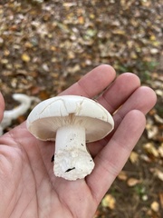 Clitocybe robusta