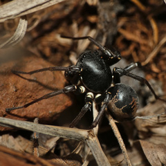 Hermippus tenebrosus