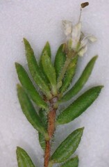 Agathosma elegans
