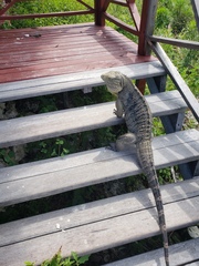 Cyclura nubila
