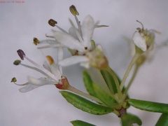 Agathosma elegans