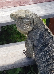 Cyclura nubila
