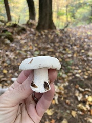 Clitocybe robusta