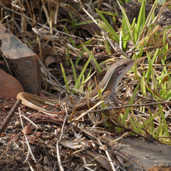 Gerrhosaurus nigrolineatus