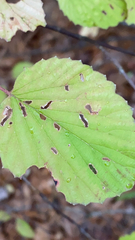 Viburnum rafinesqueanum