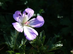 Geranium hayatanum