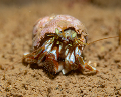 Pagurus acadianus