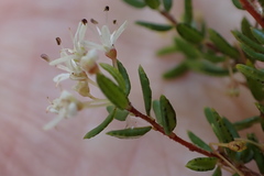 Agathosma elegans
